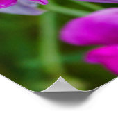 Paarse Orchideeën Poster (Hoek)