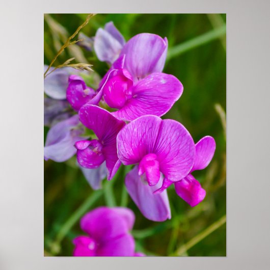 Paarse Orchideeën Poster (Voorkant)