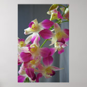 Paarse orchideeën Poster afdrukken (Voorkant)
