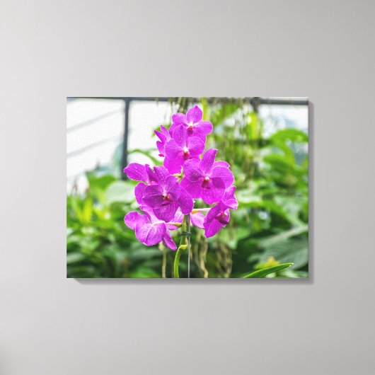 Paarse orchideeën uitzicht canvas print (Voorkant)