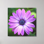Paarse Osteopermum Canvas Afdrukken (Voorkant)