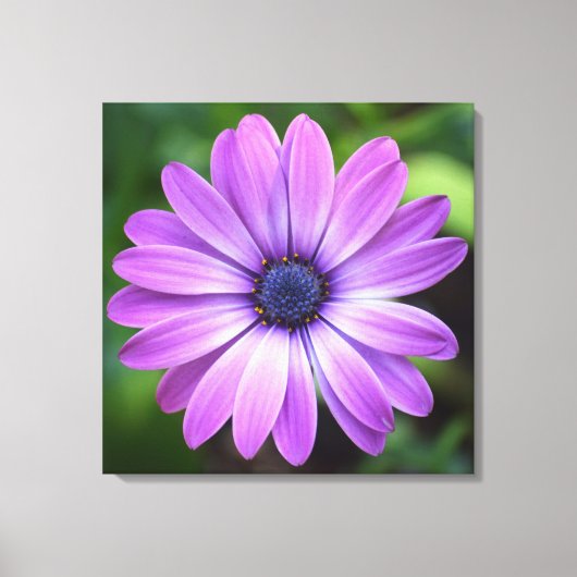 Paarse Osteopermum Canvas Afdrukken (Voorkant)