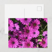 Paarse Osteospermbloemen Briefkaart (Voorkant / Achterkant)