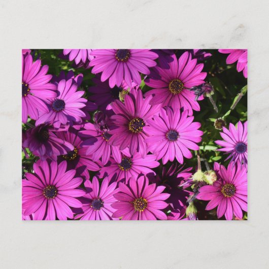 Paarse Osteospermbloemen Briefkaart (Voorkant)