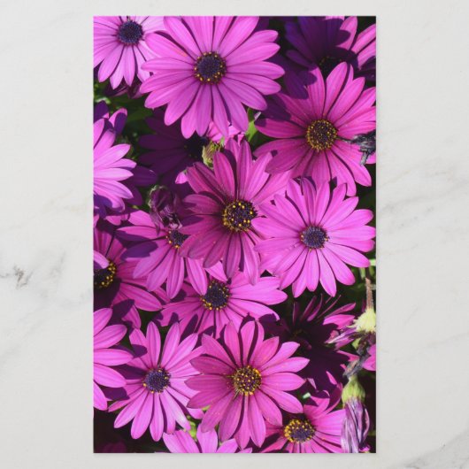 Paarse Osteospermbloemen Briefpapier (Voorkant)