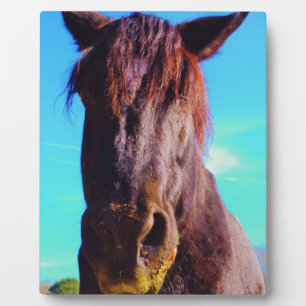 Paarse paarden met groene mond fotoplaat