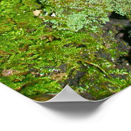 Paarse paddenstoel op Mossy Log Poster (Hoek)