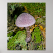 Paarse paddenstoel op Mossy Log Poster (Voorkant)
