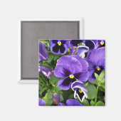 paarse paniekjes magneet (Voorkant / Achterkant)