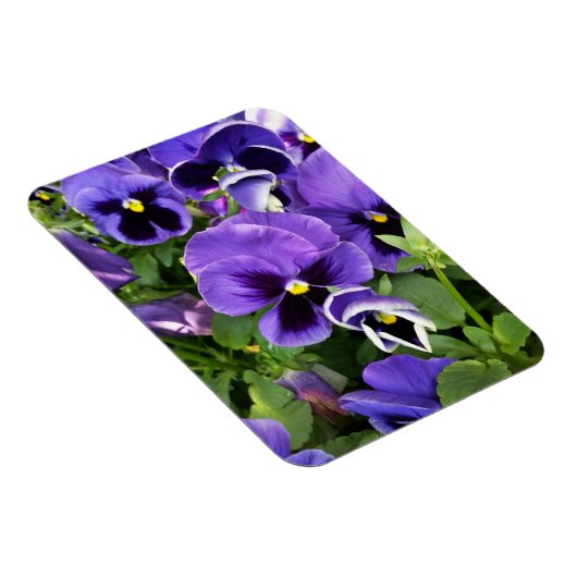 paarse paniekjes magneet (Rechterzijde)