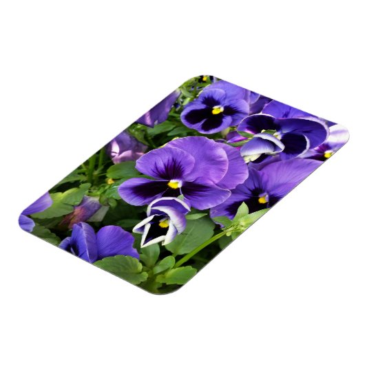 paarse paniekjes magneet (Linkerzijde)