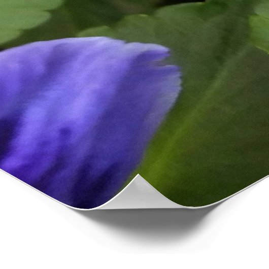 paarse paniekjes poster (Hoek)