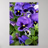 paarse paniekjes poster (Voorkant)