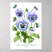 Paarse Pansies — Botanische Kunstafdrukken Poster (Voorkant)