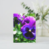 Paarse Pansies Briefkaart (Staand voorkant)