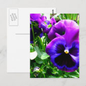 Paarse Pansies Briefkaart (Voorkant / Achterkant)