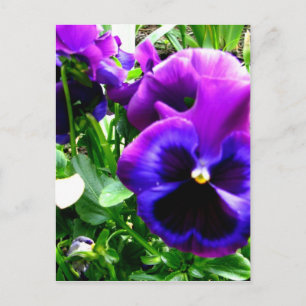 Paarse Pansies Briefkaart