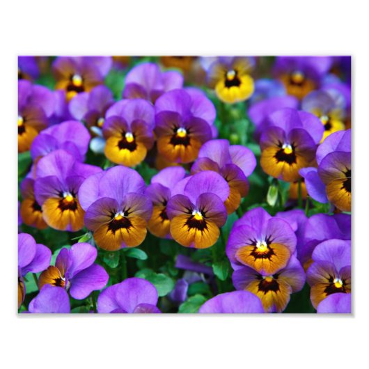 Paarse Pansies Foto Afdruk (Voorkant)