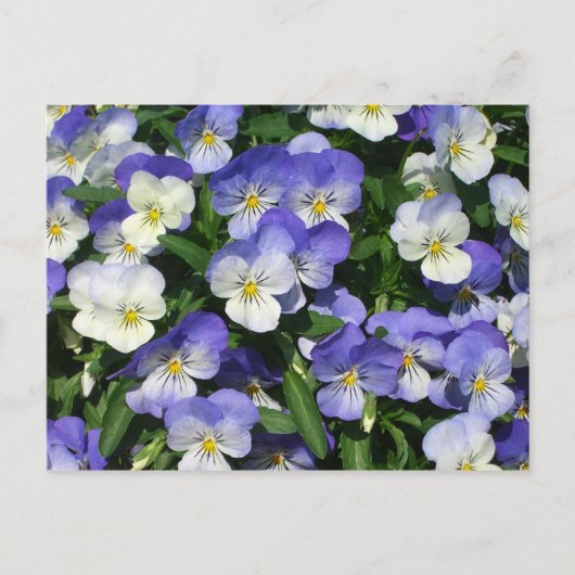 Paarse Pansies Garden Floral Briefkaart (Voorkant)