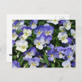 Paarse Pansies Garden Floral Briefkaart (Voorkant / Achterkant)