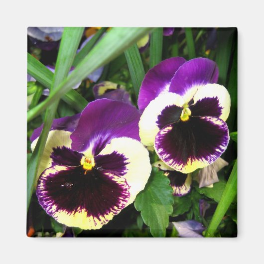 Paarse pansies - Magneet (Voorkant)
