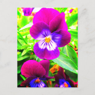  Paarse pansies overtreden tuinbloemen Briefkaart