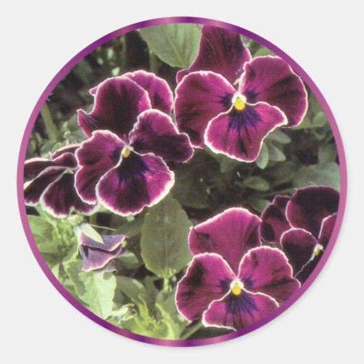 Paarse Pansies Ronde Sticker (Voorkant)