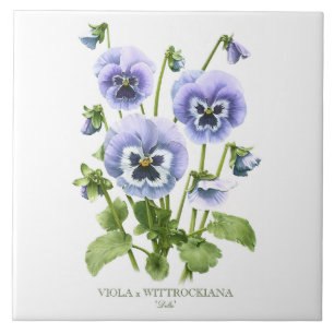 Paarse Pansy Bloemen Botanische Stijl Kunst Tegeltje
