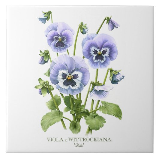 Paarse Pansy Bloemen Botanische Stijl Kunst Tegeltje (Voorkant)