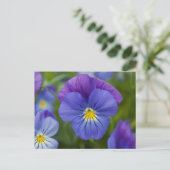 Paarse Pansy Briefkaart (Staand voorkant)