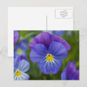 Paarse Pansy Briefkaart (Voorkant / Achterkant)