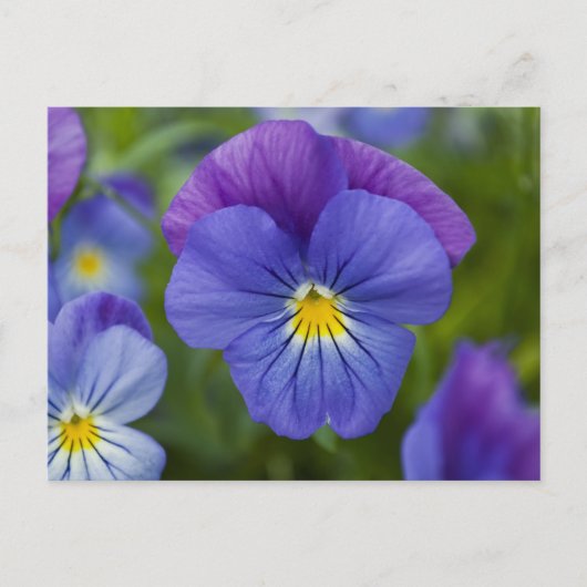 Paarse Pansy Briefkaart (Voorkant)