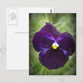 Paarse Pansy Briefkaart (Voorkant / Achterkant)