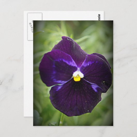 Paarse Pansy Briefkaart (Voorkant / Achterkant)