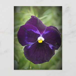 Paarse Pansy Briefkaart