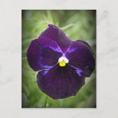 Paarse Pansy Briefkaart (Voorkant)
