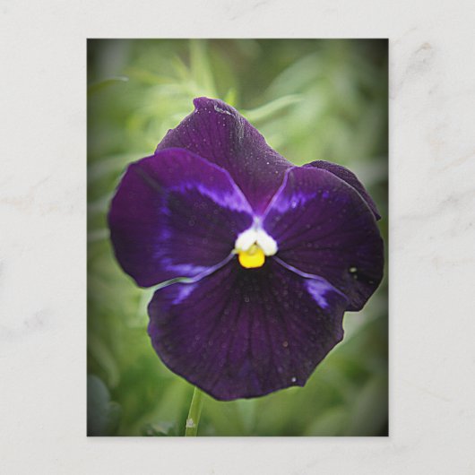 Paarse Pansy Briefkaart (Voorkant)