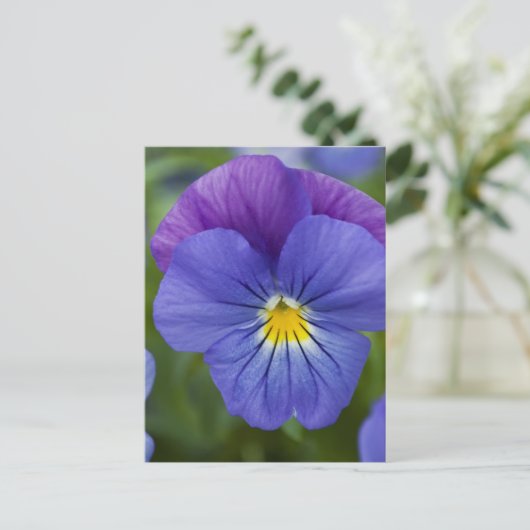 Paarse Pansy Briefkaart (Staand voorkant)