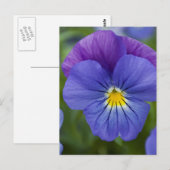 Paarse Pansy Briefkaart (Voorkant / Achterkant)