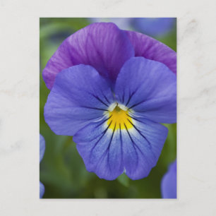 Paarse Pansy Briefkaart