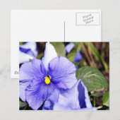 Paarse Pansy Briefkaart (Voorkant / Achterkant)