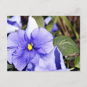 Paarse Pansy Briefkaart