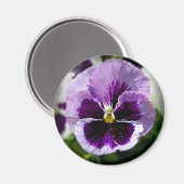 Paarse Pansy close-up Magneet (Voorkant / Achterkant)