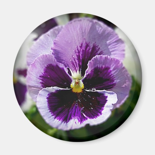Paarse Pansy close-up Magneet (Voorkant)