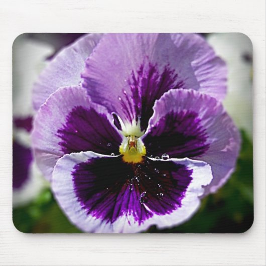 Paarse Pansy close-up Muismat (Voorkant)