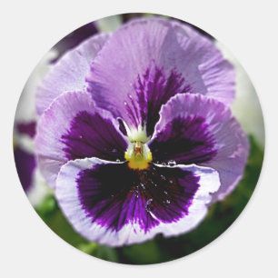 Paarse Pansy close-up Ronde Sticker