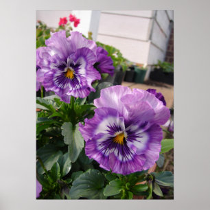 Paarse Pansy Floral Flowers Foto Poster