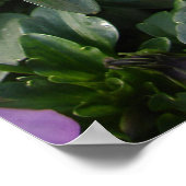Paarse Pansy Floral Flowers Foto Poster (Hoek)