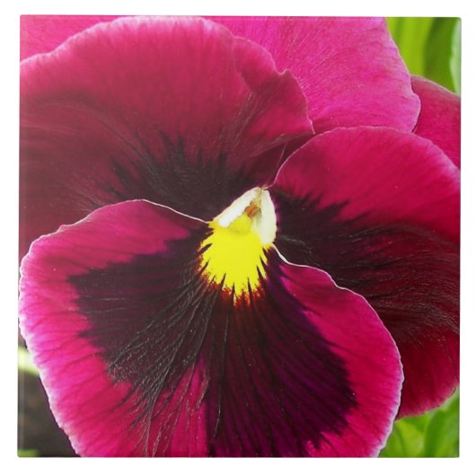  Paarse Pansy Floral Tegeltje (Voorkant)