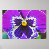 Paarse Pansy Flower Poster Art (Voorkant)